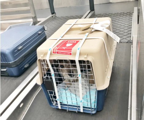 日喀则宠物托运 宠物托运公司 机场宠物托运 宠物空运